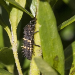 Harmonia conformis at Higgins, ACT - 7 Jul 2019