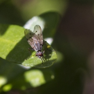 Anthomyia punctipennis at Higgins, ACT - 7 Jul 2019 12:26 PM