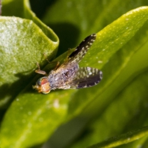 Tephritidae sp. (family) at Higgins, ACT - 3 Jul 2019 01:30 PM