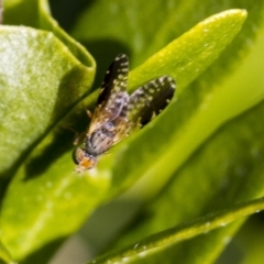 Tephritidae sp. (family) at Higgins, ACT - 3 Jul 2019