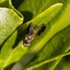 Tephritidae sp. (family) at Higgins, ACT - 3 Jul 2019