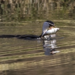 Perca fluviatilis (Redfin) at Acton, ACT - 2 Jul 2019 by AlisonMilton