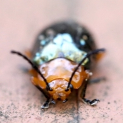 Lamprolina (genus) (Pittosporum leaf beetle) at Rosedale, NSW - 7 Jul 2019 by jb2602