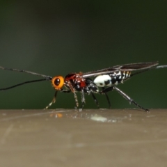 Braconidae (family) (Unidentified braconid wasp) at Acton, ACT - 16 Jul 2019 by TimL