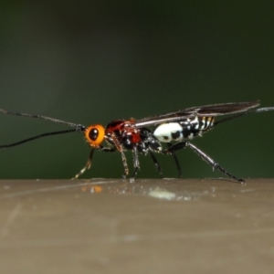 Braconidae (family) at Acton, ACT - 16 Jul 2019 01:41 PM