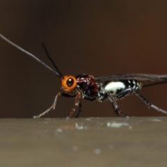 Braconidae (family) at Acton, ACT - 16 Jul 2019