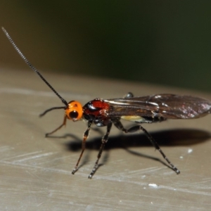 Braconidae (family) at Acton, ACT - 16 Jul 2019 01:41 PM