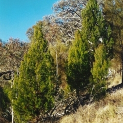 Callitris endlicheri (Black Cypress Pine) at Conder, ACT - 22 Jul 2001 by MichaelBedingfield