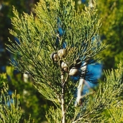 Callitris endlicheri at Conder, ACT - 22 Jul 2001