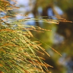 Casuarina cunninghamiana subsp. cunninghamiana (River She-Oak, River Oak) at Greenway, ACT - 9 Mar 2008 by MichaelBedingfield