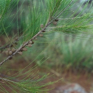 Casuarina cunninghamiana subsp. cunninghamiana at Paddys River, ACT - 12 Feb 2002 12:00 AM