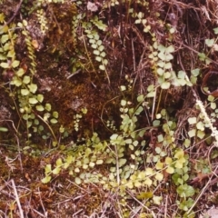 Asplenium flabellifolium (Necklace Fern) at Conder, ACT - 10 Mar 2000 by michaelb