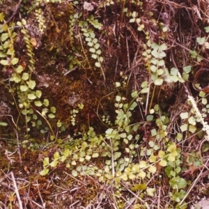 Asplenium flabellifolium at Conder, ACT - 11 Mar 2000