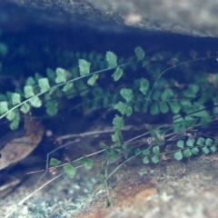 Asplenium flabellifolium (Necklace Fern) at Conder, ACT - 29 Jul 2000 by MichaelBedingfield