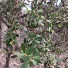 Unidentified Other Shrub at Canyonleigh - 16 Jul 2019 by Margot