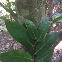 Ficus coronata (Creek Sandpaper Fig) at Budgong, NSW - 16 Jul 2019 by Ry