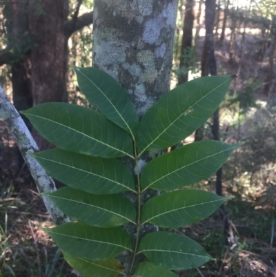Toona ciliata (Red Cedar) at Budgong, NSW - 16 Jul 2019 by Ry