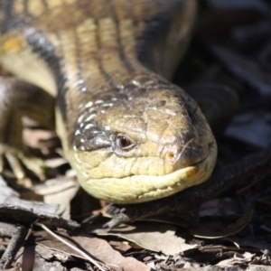 Tiliqua scincoides scincoides at Red Hill, ACT - 17 Jul 2019