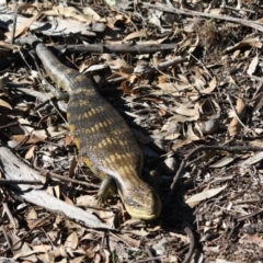 Tiliqua scincoides scincoides at Red Hill, ACT - 17 Jul 2019 03:25 PM