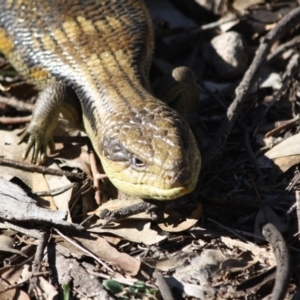 Tiliqua scincoides scincoides at Red Hill, ACT - 17 Jul 2019