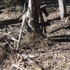 Tiliqua scincoides scincoides at Red Hill, ACT - 17 Jul 2019