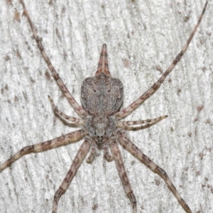 Tamopsis sp. (genus) at Hackett, ACT - 16 Jul 2019 12:43 PM