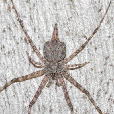 Tamopsis sp. (genus) (Two-tailed spider) at ANBG - 16 Jul 2019 by TimL