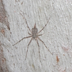 Tamopsis sp. (genus) at Hackett, ACT - 16 Jul 2019 12:43 PM