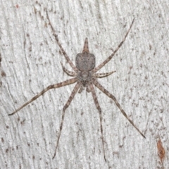 Tamopsis sp. (genus) at Hackett, ACT - 16 Jul 2019