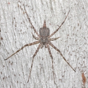 Tamopsis sp. (genus) at Hackett, ACT - 16 Jul 2019