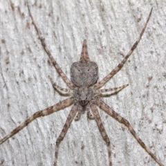 Tamopsis sp. (genus) at Hackett, ACT - 16 Jul 2019