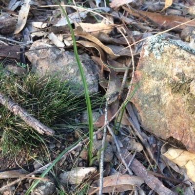 Diuris sp. (A Donkey Orchid) at Hackett, ACT - 16 Jul 2019 by petersan