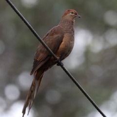 Macropygia phasianella (Brown Cuckoo-dove) at Rosedale, NSW - 5 Jul 2019 by jbromilow50