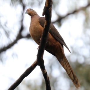 Macropygia phasianella at Rosedale, NSW - 5 Jul 2019 03:49 PM