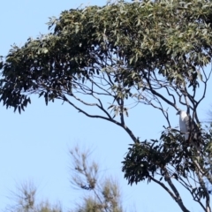 Haliaeetus leucogaster (White-bellied Sea-Eagle) at Tomakin, NSW - 14 Jul 2019 by jb2602