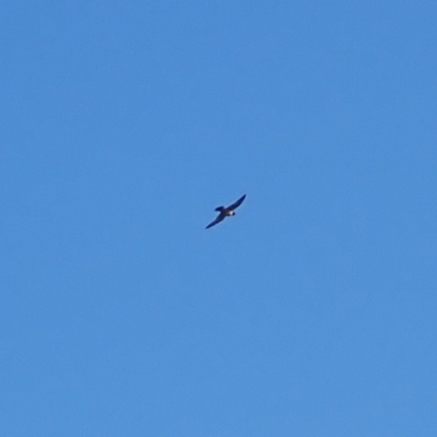 Falco peregrinus (Peregrine Falcon) at Rosedale, NSW - 10 Jul 2019 by jbromilow50