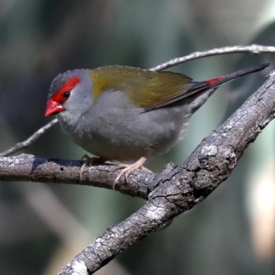 Neochmia temporalis (Red-browed Finch) at Rosedale, NSW - 9 Jul 2019 by jbromilow50