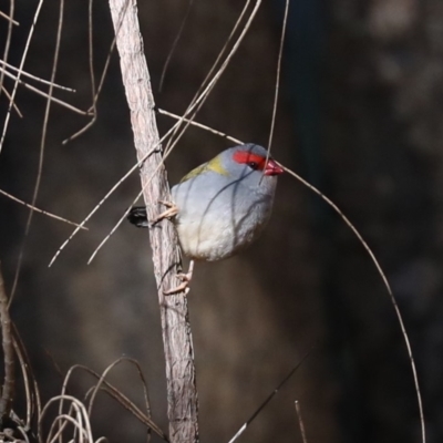 Neochmia temporalis (Red-browed Finch) at Rosedale, NSW - 13 Jul 2019 by jbromilow50