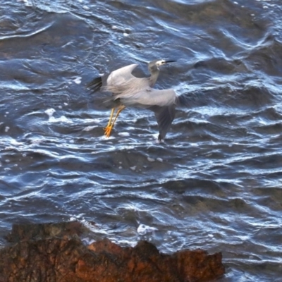 Egretta novaehollandiae (White-faced Heron) at Rosedale, NSW - 8 Jul 2019 by jbromilow50