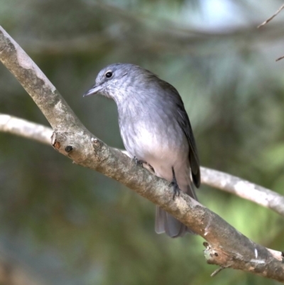 Colluricincla harmonica (Grey Shrikethrush) at Mogo, NSW - 6 Jul 2019 by jb2602