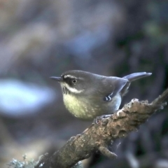 Sericornis frontalis (White-browed Scrubwren) at Rosedale, NSW - 14 Jul 2019 by jbromilow50