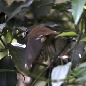Sericornis frontalis at Rosedale, NSW - 14 Jul 2019 01:19 PM
