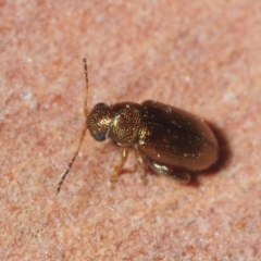 Alticini (tribe) (Unidentified flea beetle) at Molonglo, ACT - 14 Jul 2019 by Harrisi