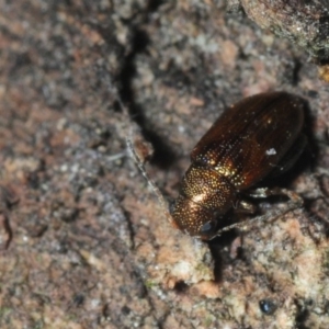 Alticini (tribe) at Molonglo River Reserve - 14 Jul 2019