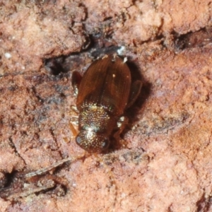 Alticini (tribe) at Molonglo River Reserve - 14 Jul 2019