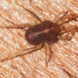 Rainbowia sp. (genus) at Pialligo, ACT - 14 Jul 2019