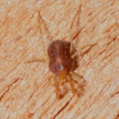 Rainbowia sp. (genus) at Pialligo, ACT - 14 Jul 2019 11:38 AM