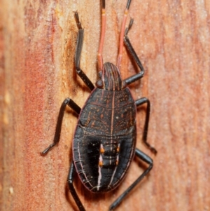 Pentatomidae (family) at Pialligo, ACT - 14 Jul 2019