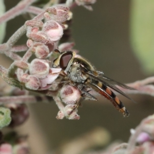 Melangyna viridiceps at Acton, ACT - 16 Jul 2019 01:12 PM