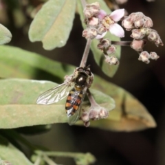 Melangyna viridiceps at Acton, ACT - 16 Jul 2019 01:12 PM